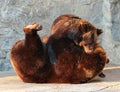 Two brown bears (Ursus arctos) playing in a zoo Royalty Free Stock Photo